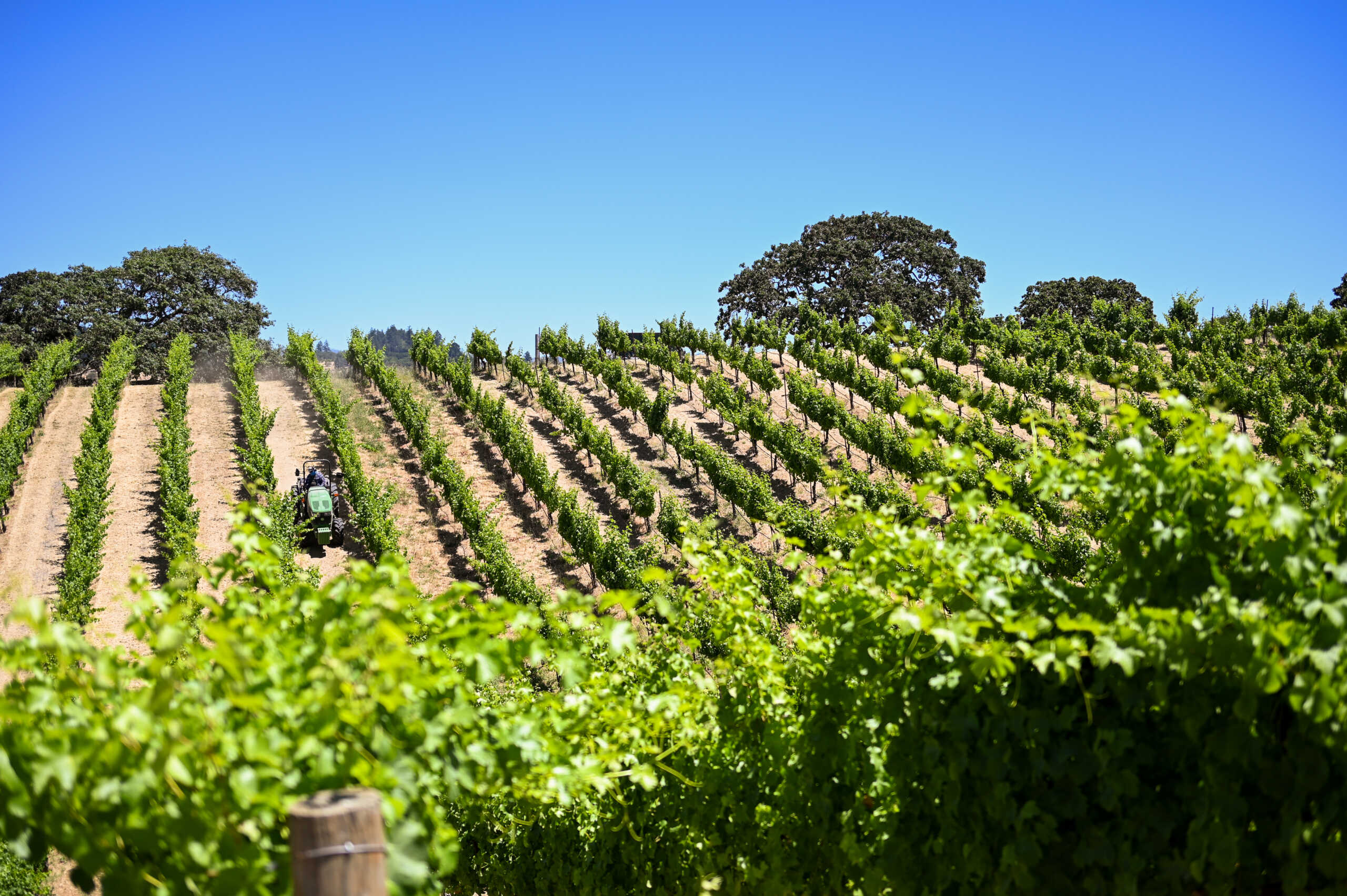 Rows of grapevines grow on a sunny, rolling vineyard with a tractor working between the rows and a clear blue sky overhead.